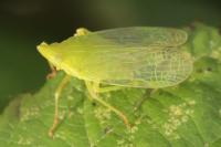 Dictyophara europaea