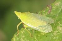 Dictyophara europaea