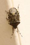 Rhaphigaster nebulosa