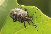 Rhaphigaster nebulosa