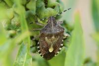 Dolycoris baccarum