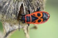 Pyrrhocoris apterus