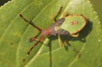 Gonocerus acuteangulatus