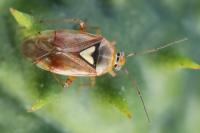 Lygus pratensis