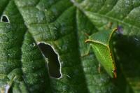 Stictocephala alta