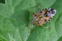 Elasmucha grisea