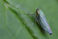 Cicadella viridis