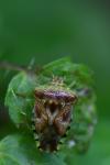 Elasmucha grisea