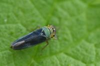 Cicadella viridis