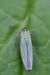 Cicadella viridis