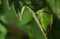 Stictocephala alta