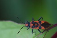 Corizus hyoscyami