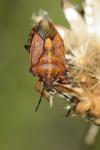 Carpocoris purpureipennis