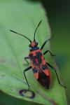 Corizus hyoscyami