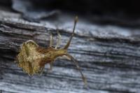 Syromastus rhombeus