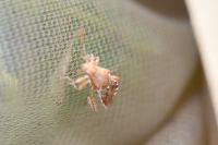Rhopalus subrufus