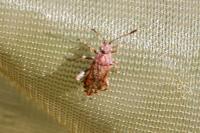 Stictopleurus abutilon