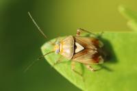 Lygus pratensis