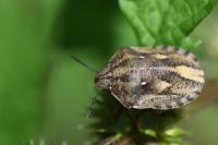 Eurygaster testudinaria