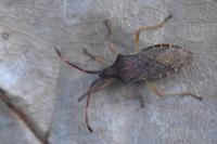 Gonocerus acuteangulatus