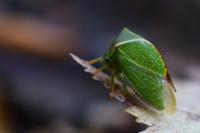 Stictocephala alta