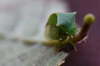 Stictocephala alta