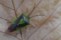 Acanthosoma haemorrhoidale