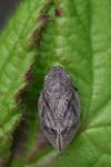 Lepyronia coleoptrata
