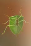 Nezara viridula