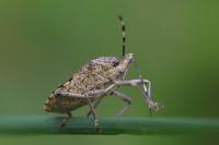 Rhaphigaster nebulosa