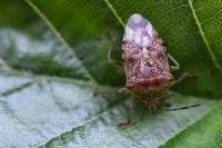 Elasmucha grisea