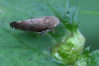 Fieberiella florii