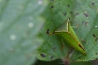 Stictocephala alta
