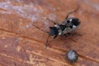 Rhyparochromus vulgaris