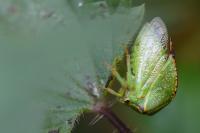 Stictocephala alta