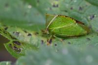 Stictocephala alta