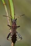 Camptopus lateralis