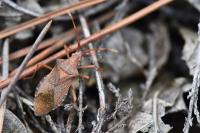 Gonocerus acuteangulatus