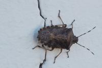 Rhaphigaster nebulosa