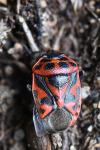 Eurydema ornata