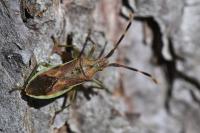 Gonocerus juniperi