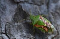 Cyphostethus tristriatus
