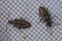 Orsillus depressus
