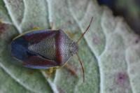 Piezodorus lituratus