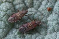 Orsillus depressus