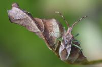 Gonocerus juniperi