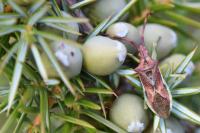 Gonocerus juniperi