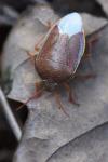 Piezodorus lituratus