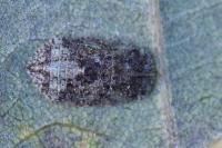 Ledra aurita