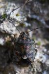 Holcogaster fibulata